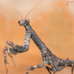 Popa spurca (African Twig Mantis)