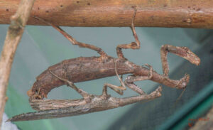 Popa spurca (African Twig Mantis)