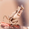 Acanthops erosula (Peruvian Dead Leaf Mantis)