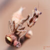 Acanthops erosula (Peruvian Dead Leaf Mantis)