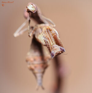 Acanthops erosula (Peruvian Dead Leaf Mantis)