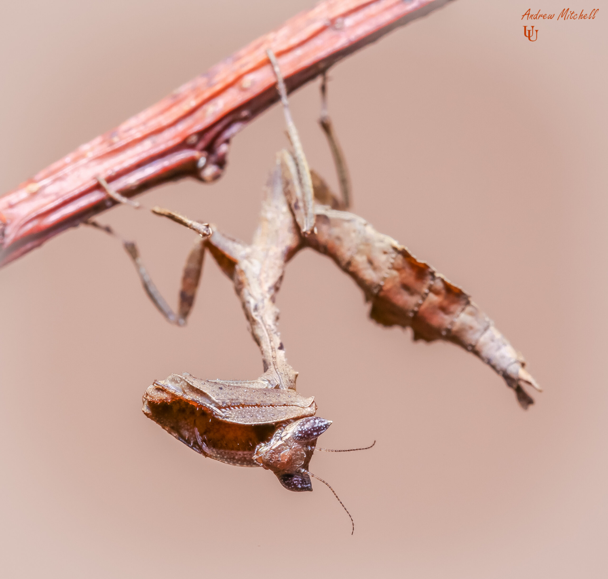 Acanthops erosula (Peruvian Dead Leaf Mantis) (3rd instar) 1 x nymph