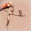 Acanthops erosula (Peruvian Dead Leaf Mantis)