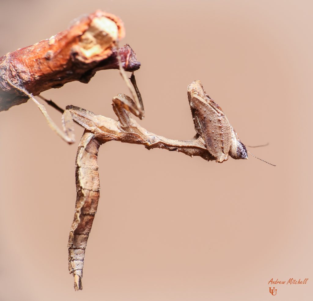 Acanthops erosula (Peruvian Dead Leaf Mantis)