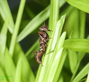 Raptrix sp (Peruvian Ant Mantis)