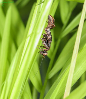 Raptrix sp (Peruvian Ant Mantis)