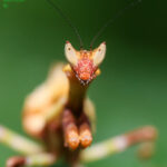 Galinthias amoena (African Flower Mantis)