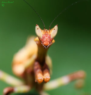 Galinthias amoena (African Flower Mantis)