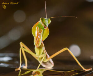 Rhombodera basalis (Giant Shield Mantis)