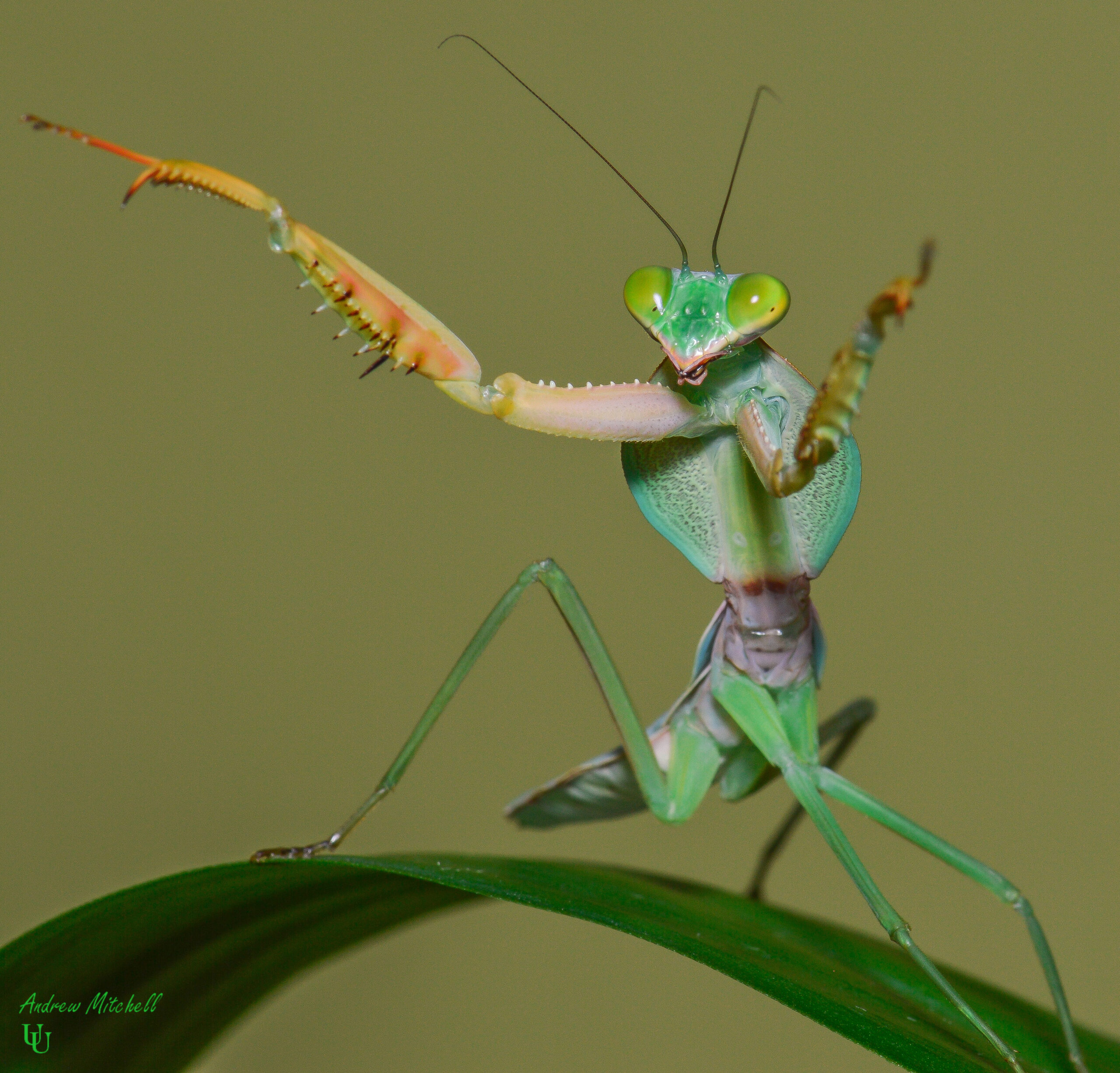 Rhombodera basalis (Giant Shield Mantis)