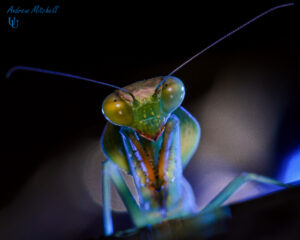 Rhombodera basalis (Giant Shield Mantis)