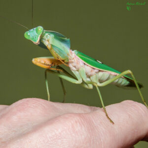 Rhombodera basalis (Giant Shield Mantis)