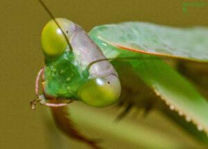 Rhombodera basalis (Giant Shield Mantis)