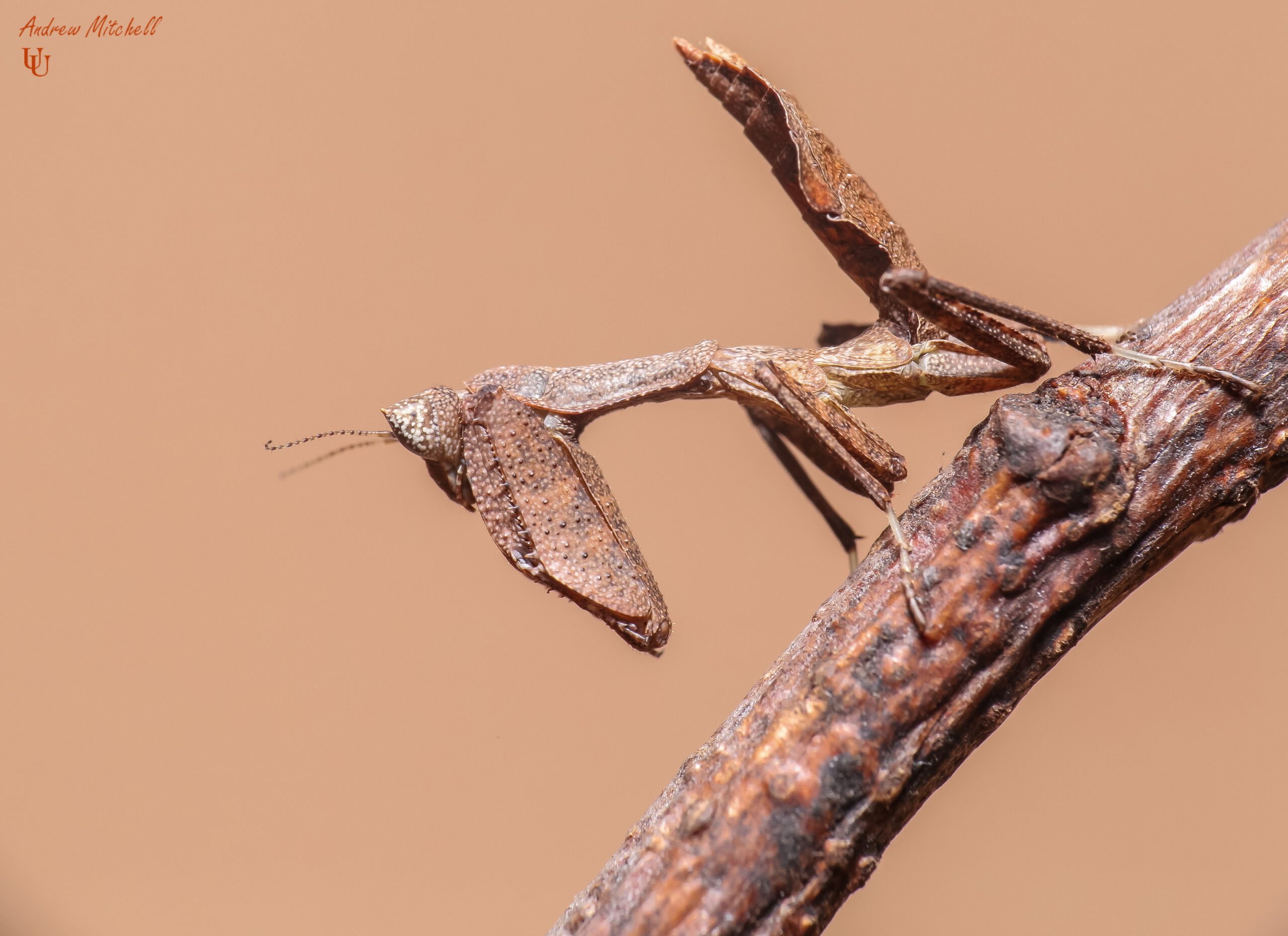 Metilia sp (Peruvian Dead Leaf Mantis)