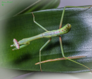 Oxyopsis peruviana (Peruvian Mantis)