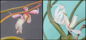 Hymenopus coronatus (Orchid Mantis)