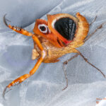 Deroplatys desiccata (Dead Leaf Mantis)