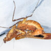 Deroplatys desiccata (Dead Leaf Mantis)