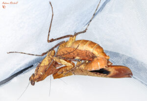 Deroplatys desiccata (Dead Leaf Mantis)