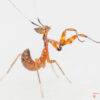 Creobroter elongata (Indian Flower Mantis)