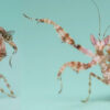 Creobroter elongata (Indian Flower Mantis)