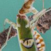 Creobroter elongata (Indian Flower Mantis)