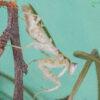 Creobroter elongata (Indian Flower Mantis)
