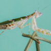 Creobroter elongata (Indian Flower Mantis)