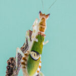 Creobroter elongata (Indian Flower Mantis)