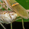 Creobroter elongata (Indian Flower Mantis)