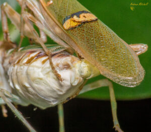 Creobroter elongata (Indian Flower Mantis)