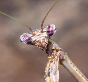 Parasphendale agrionina (Budwing Mantis)