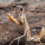 Parasphendale agrionina (Budwing Mantis)
