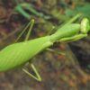 Camelomantis sp (Asian Leaf Mantis)