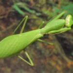 Camelomantis sp (Asian Leaf Mantis)