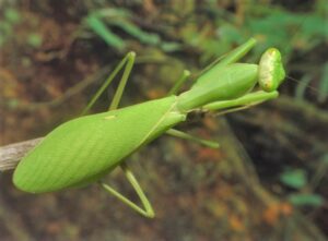 Camelomantis sp (Asian Leaf Mantis)