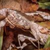 Deroplatys lobata (Malaysian Dead Leaf Mantis)