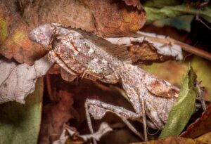 Deroplatys lobata (Malaysian Dead Leaf Mantis)