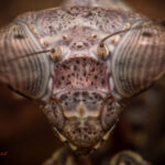 Deroplatys lobata (Malaysian Dead Leaf Mantis)