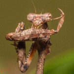 Deroplatys lobata (Malaysian Dead Leaf Mantis)