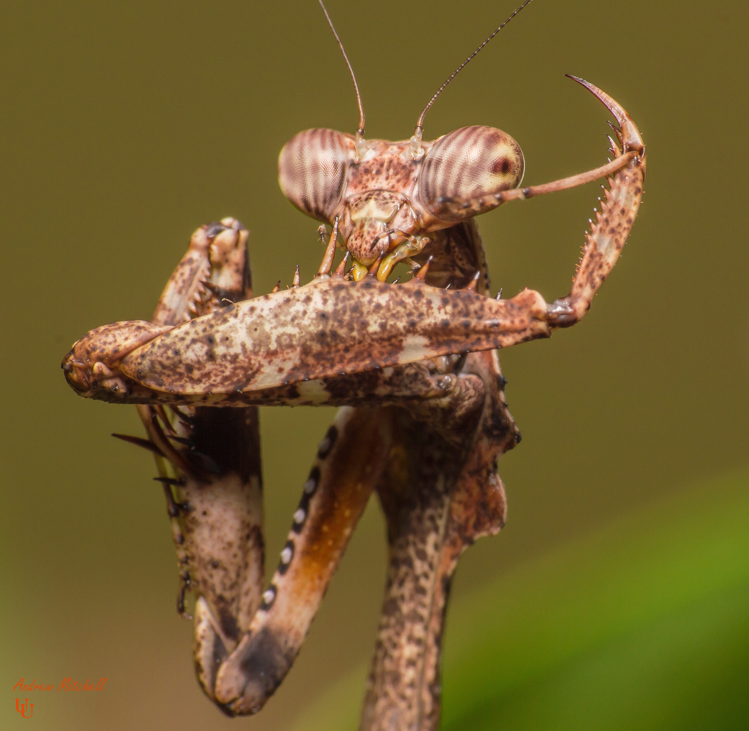 Deroplatys lobata (Malaysian Dead Leaf Mantis)