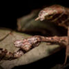 Deroplatys lobata (Malaysian Dead Leaf Mantis)