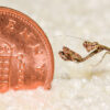 Deroplatys lobata (Malaysian Dead Leaf Mantis) (4th instar) (FEMALE) 1 x nymph - Image 5