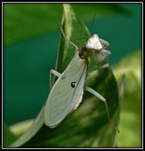 Chloroharpax modesta (Nigerian Flower Mantis)