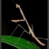 Euchomenella heteroptera (Giraffe Mantis)