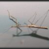 Euchomenella heteroptera (Giraffe Mantis)