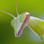 Tenodera sinensis (Chinese Mantis)