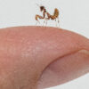 Blepharopsis mendica (Thistle Mantis, Lesser Devils Flower Mantis)