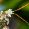 Blepharopsis mendica (Thistle Mantis, Lesser Devils Flower Mantis)