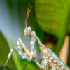 Blepharopsis mendica (Thistle Mantis, Lesser Devils Flower Mantis)